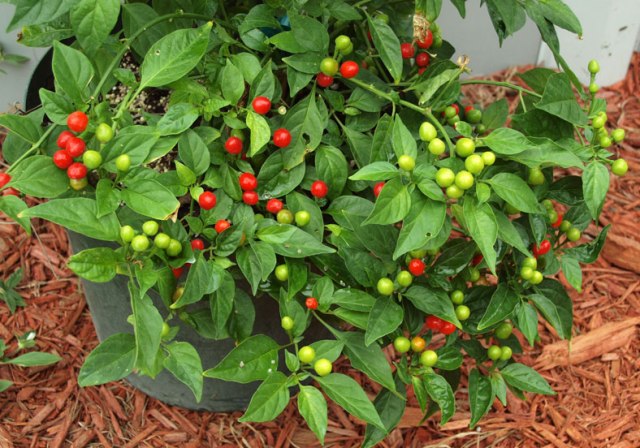 মিষ্টি মরিচ ক্যাপসিকাম চাষে সফল কৃষক