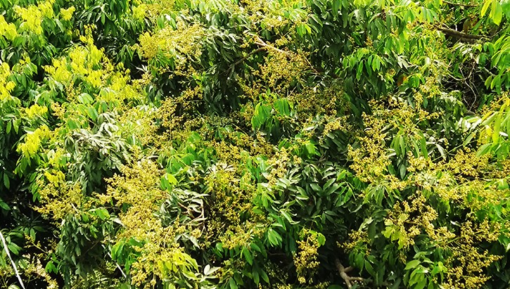 লিচুর রাজ্যে মুকুলের সমারোহ, বাম্পার ফলনের সম্ভাবনা