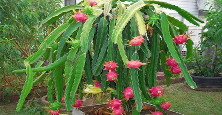 ড্রাগন চাষে সফল সুরত আলী